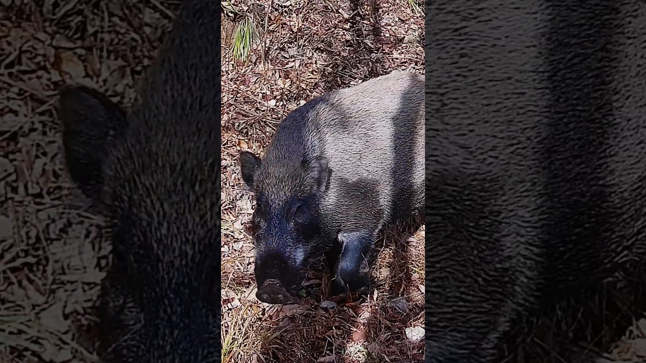 Awesome Boar Very Big 🐗 #warthog #pig #boar #hog #viral #animal #wildpig #wildboar #wildlife