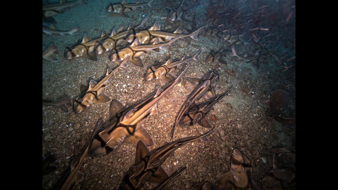 Port Jackson sharks in Beagle Marine Park (2)