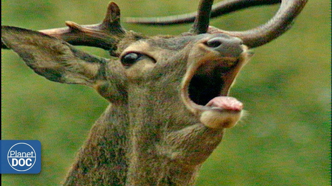 Parque Natural de Monfrag&uuml;e. Documental Completo