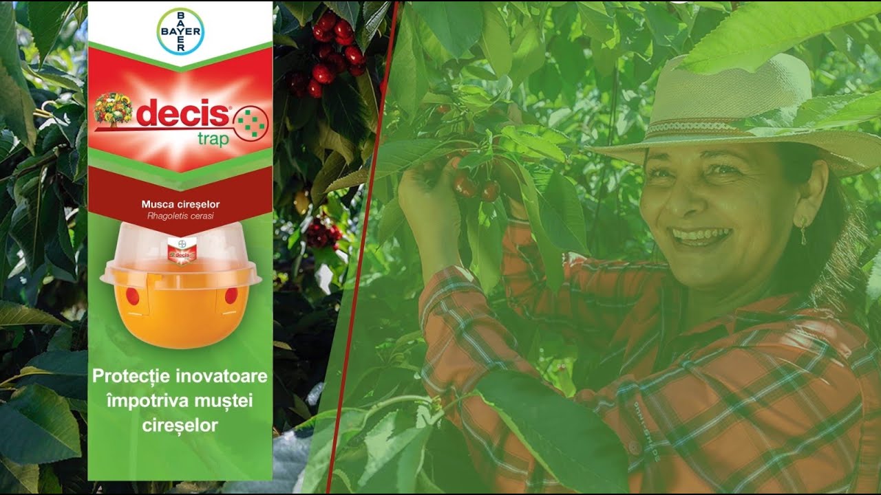 Decis® Trap - Protecție inovatoare impotriva mustei cireselor