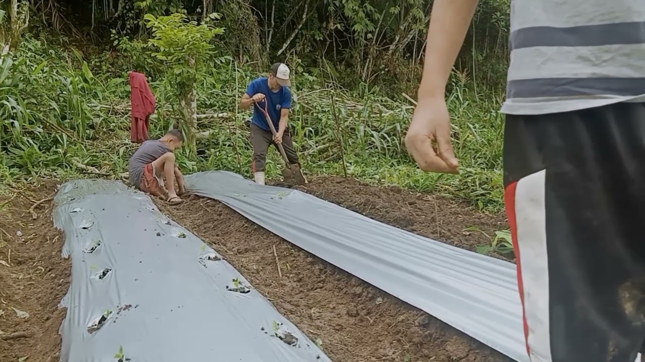 Paano magtanim ng sili labuyo gamit ang plastic mulch