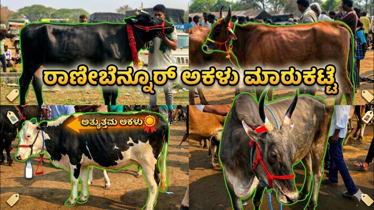 ರಾಣೇಬೆನ್ನೂರ್ ಆಕಳು ಮಾರುಕಟ್ಟೆ | Ranebennur Cow Market | Incredible Vishaya 