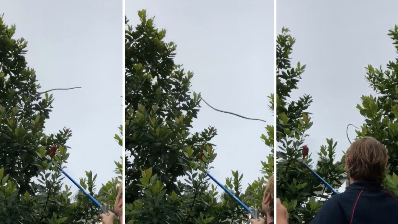 Sneaky Snake Jumps From One Tree To Another