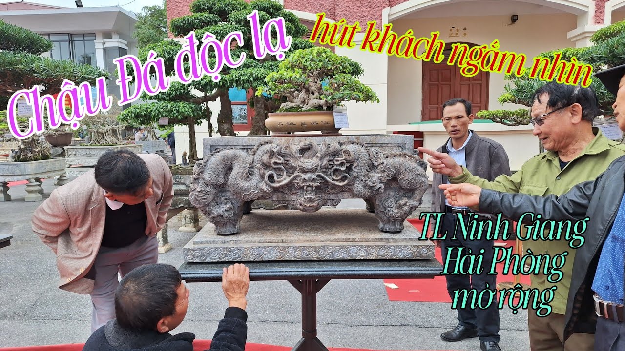 Chậu Đá độc lạ hút khách ngắm nhìn - tại TL ninh Giang - Hải Phòng mở rộng lần thứ nhất 2026