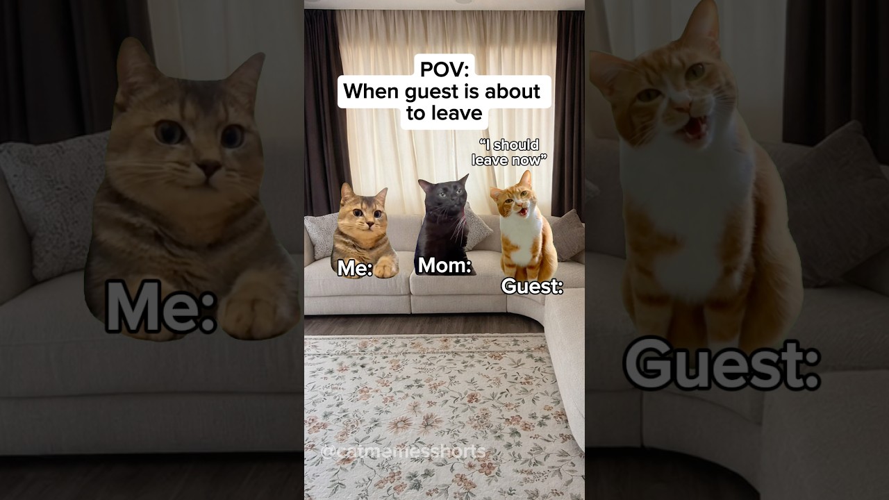Когда гость собирается уходить #шорты #кошачьимемы #жизненное #смешно