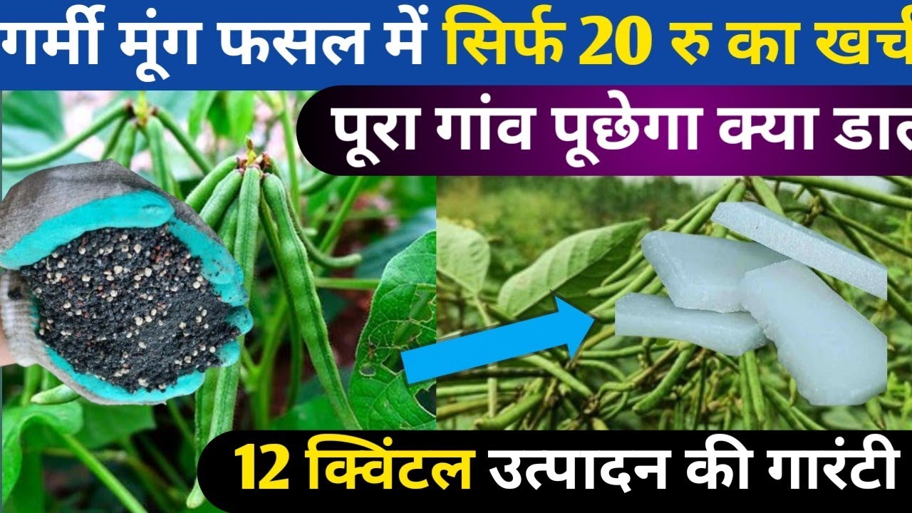 गर्मी मूंग की फसल में  सिर्फ 20 रु का खर्च 11 क्विंटल होगा उत्पादन || मूंग की खेती || Moong Ki Kheti