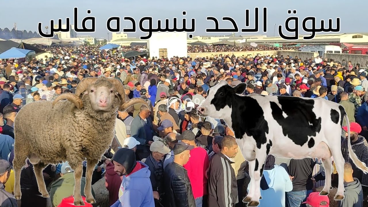 يوم الاحد بنسوده فاس9/6/2024 حولي الصردي🐑 والعجله 🐂 و النعجه اجي تشوفوا معنا الاثمنه