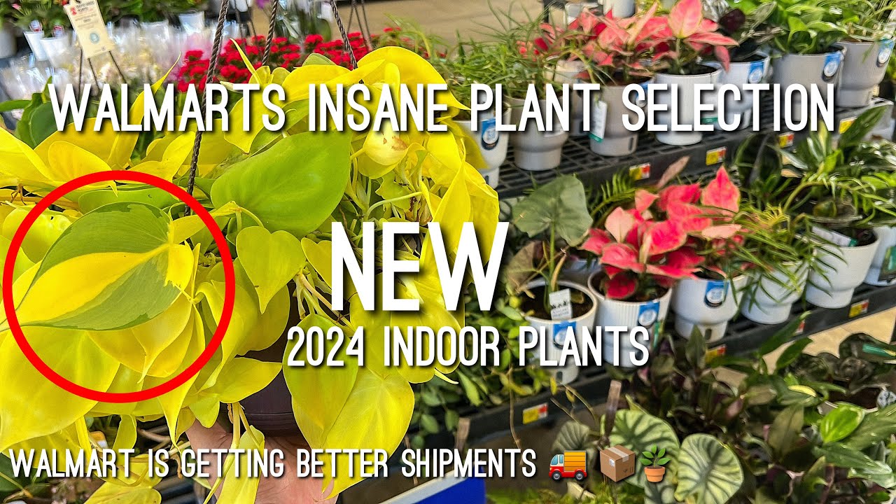 I just had to take it home! Crazy plant find at Walmart! Walmart Plant Shopping for Houseplants!