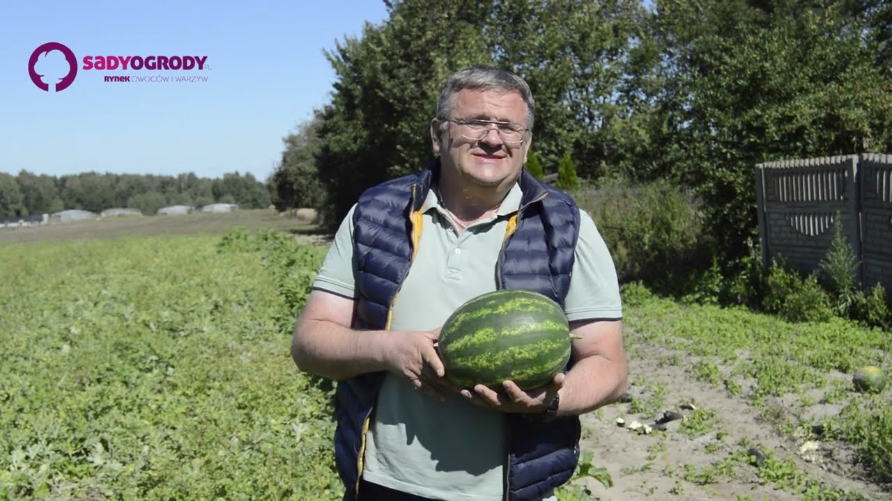 Polskie arbuzy z południa Mazowsza hitem tegorocznego lata