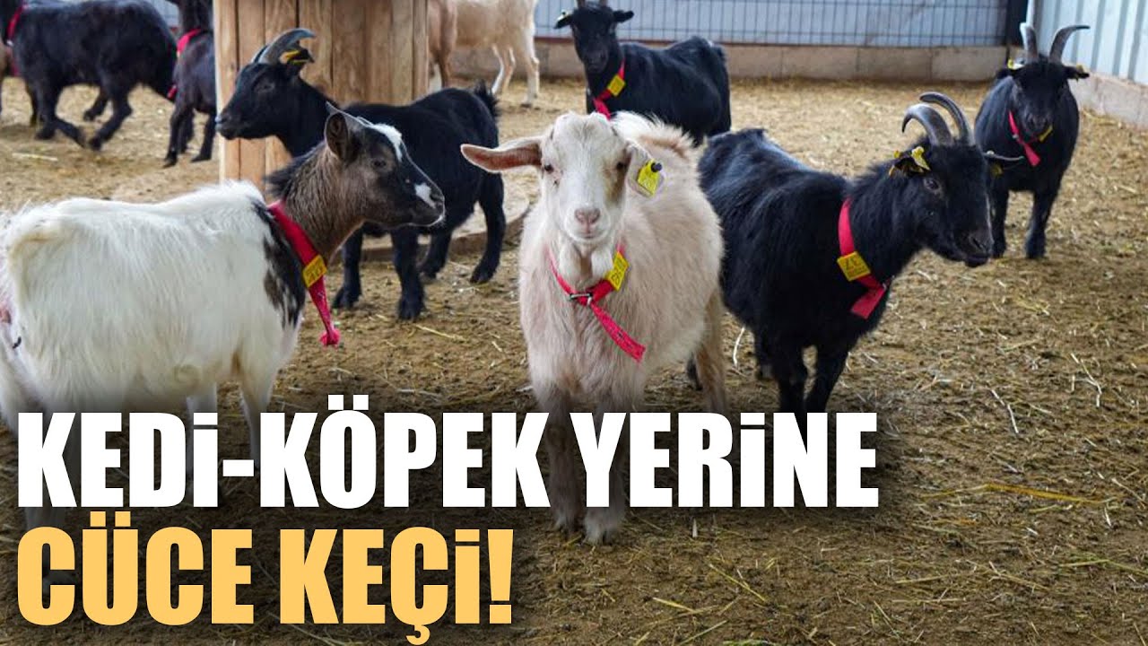 Evcil Hayvanlara Yeni Alternatif: Kedi Köpeğin Yerini ‘Cüce Keçi’ Alabilir