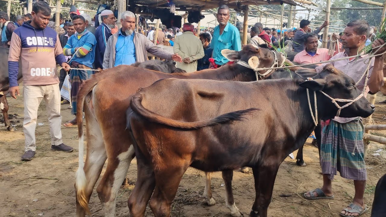 @আজ ১ ফেব্রুয়ারী ২৬ |  খামার উপযোগী বকনা বাছুর গরুর দাম | আফতাবগঞ্জ হাট | দিনাজপুর 