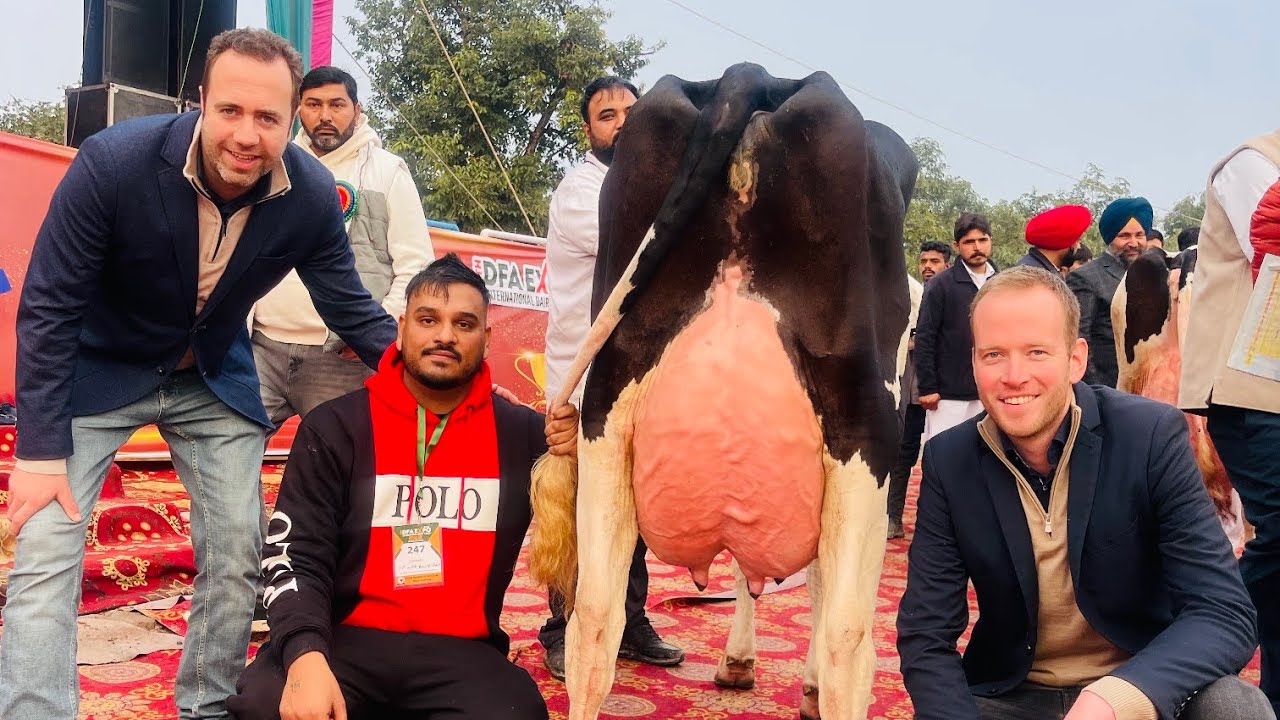 ਆਓ ਦਿਖਾਵਾ ਚੈਂਪੀਅਨ ਗਾਵਾਂ, ਅਜੀਤ ਡੇਅਰੀ ਫਾਰਮ ਨਵਾਂਸ਼ਹਿਰ।। Top Class Cows