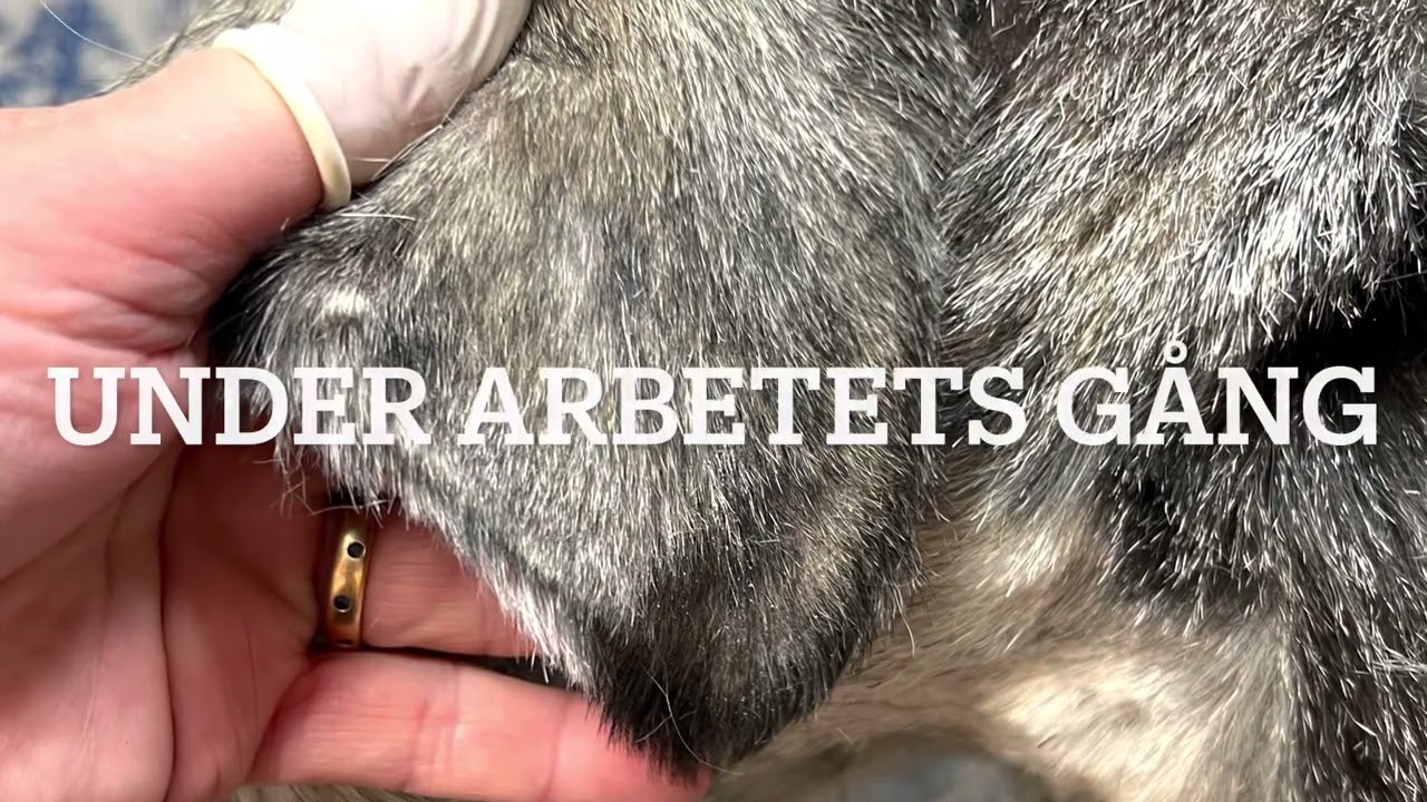 Trimma öron - schnauzer