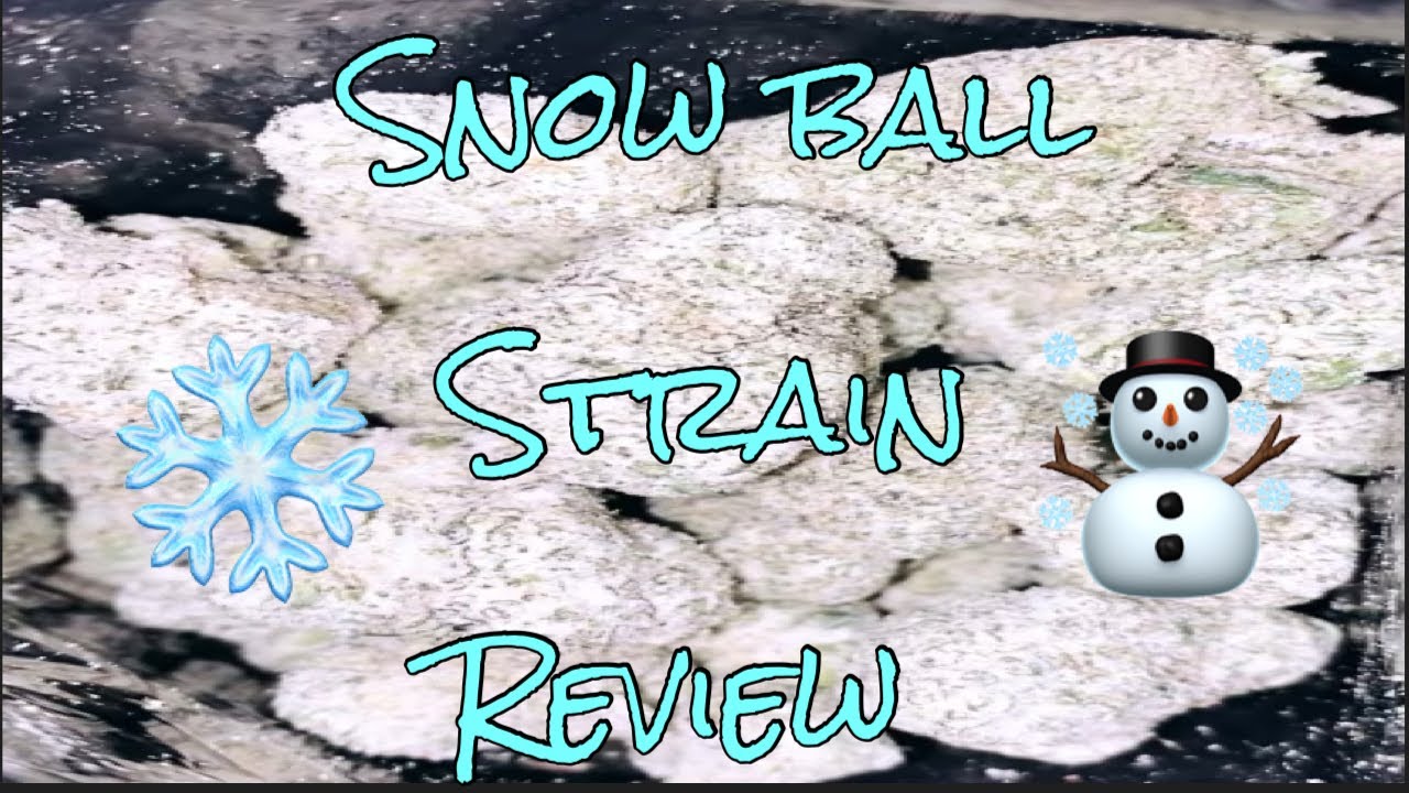 Snowball weed strain (Review)