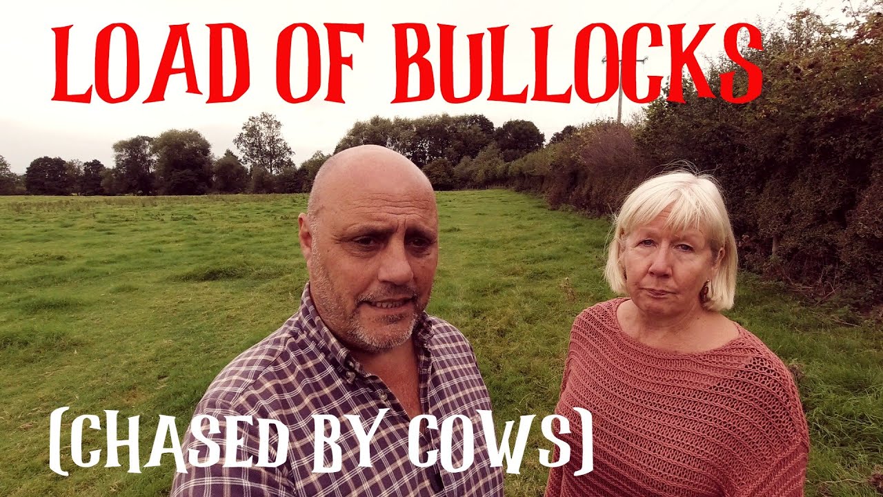 Load of BULLOCKS - we're Chased by Cows - Narrowboat Life - Canal Living - Episode 109