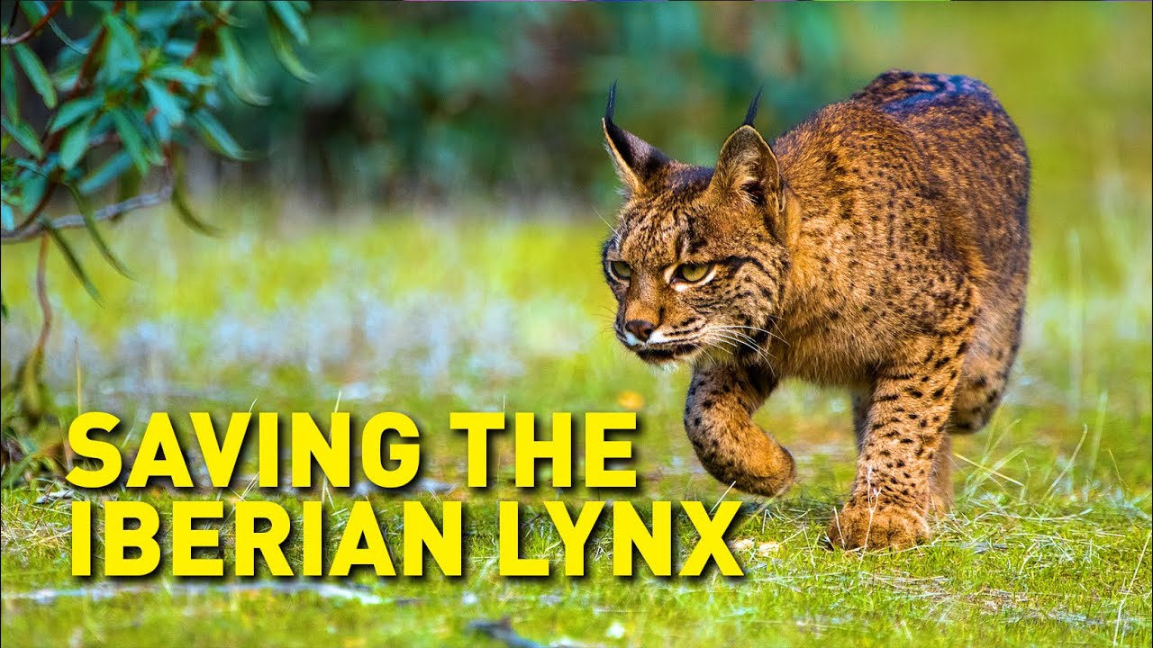 Once the world&rsquo;s most endangered cat; now roaming Spain and Portugal