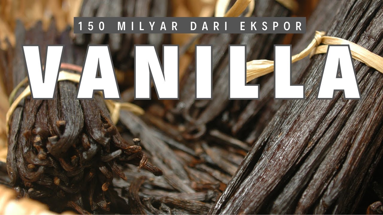 CUAN 150 MILYAR RUPIAH DARI EKSPOR VANILA !!! US$ 9M VANILA EXPORT POTENTIAL !!!