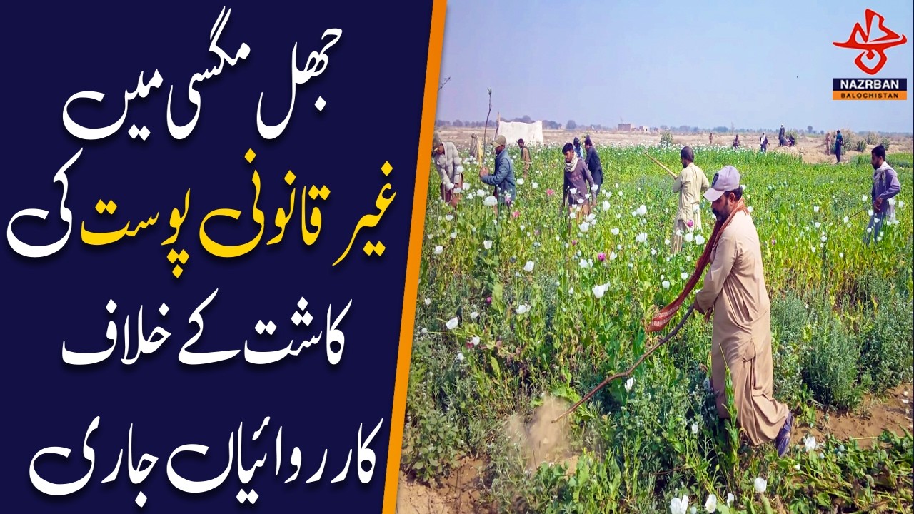 Big Action! Police Launches Powerful Operation Against Jhal Magsi Drug Dealers | NazrbanBalochistan