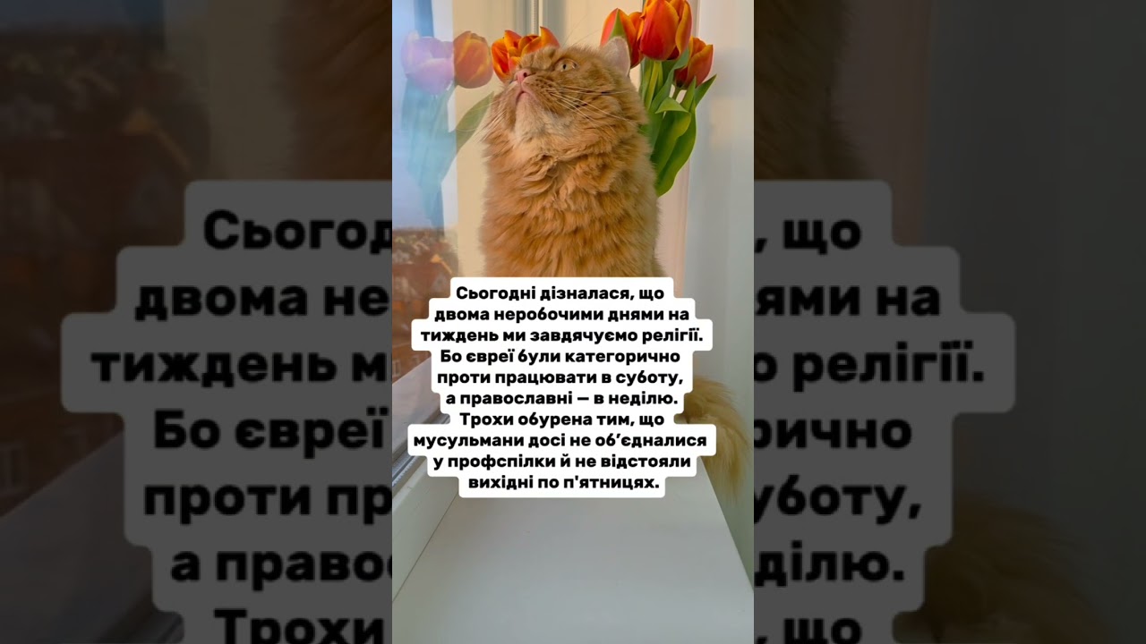 Що думаєте? #гуморукраїна #війнатриває #життяукраїнців #кітблогер #веселівідео