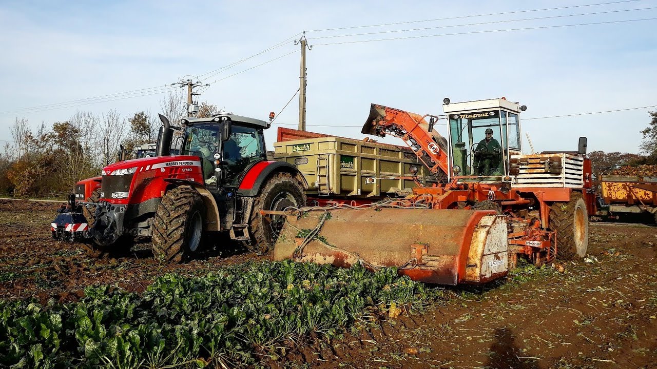Arrachage de Betterave [NORMANDIE]