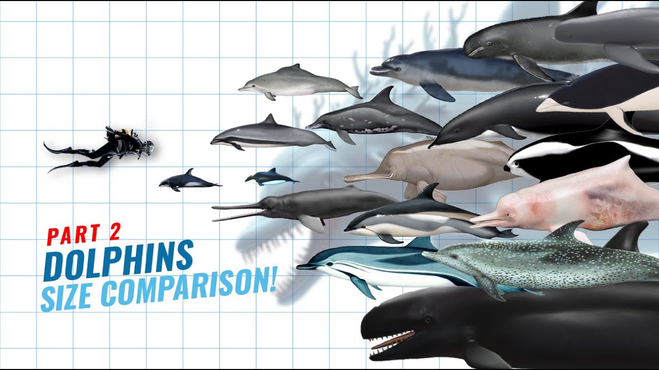Dolphin Size Comparison: From Modern Species to Extinct Prehistoric Giants PART 2