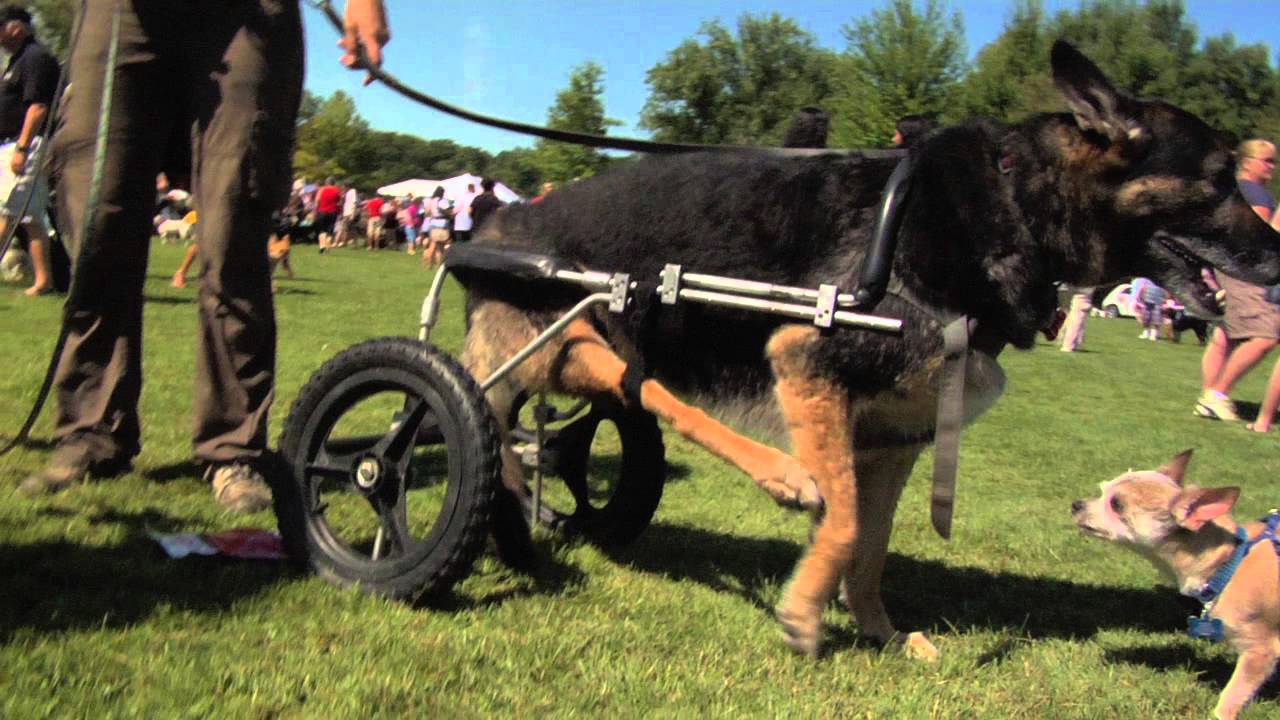 Inspiring Story of Paralyzed DOG Boomer - Paralyzed German Shepherd Rescue Dog - Wheelchair Dog
