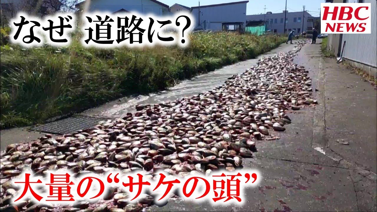なぜ道路に散乱？路上に大量の“サケの頭” 北海道網走市　2021年9月27日放送