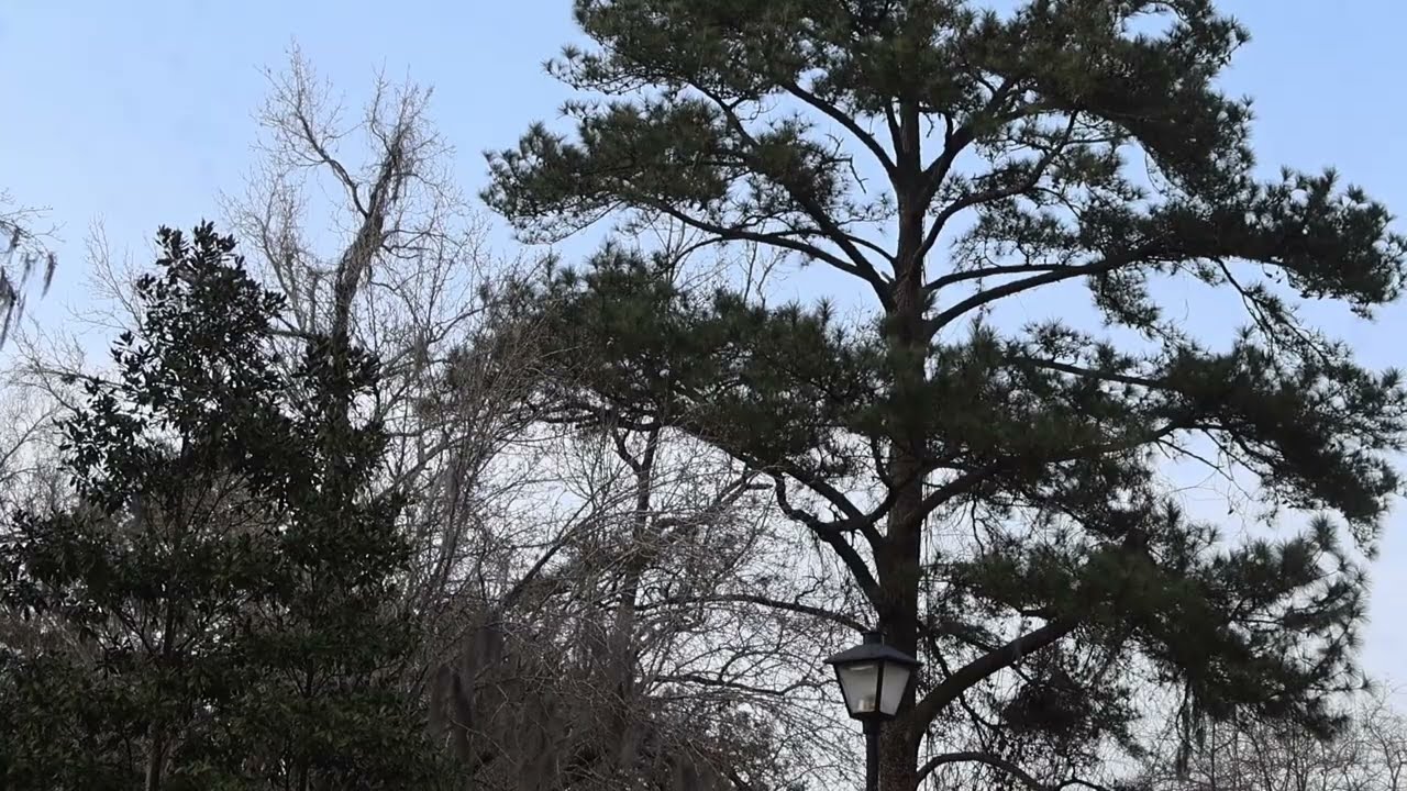 asmr: sounds of suburbia 