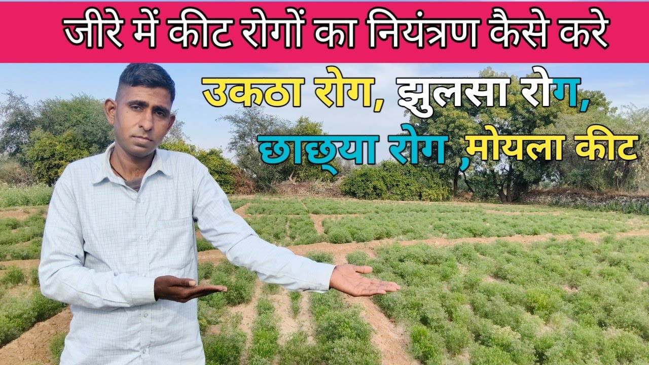 जीरे की फसल मे लगने वाले कीट और रोग अब होंगे जङ से खत्म !! Cumin rog disease !! Sarvan manglora 