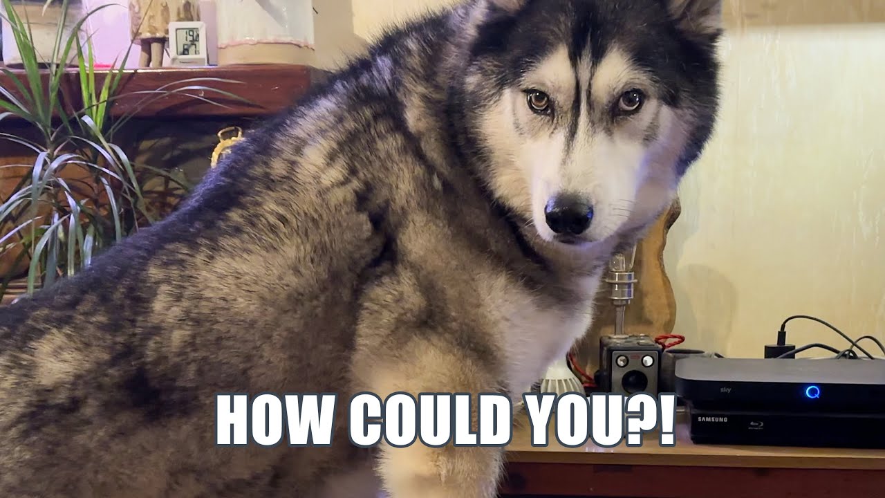 Husky Made A Mistake And Now He’s Embarrassed!