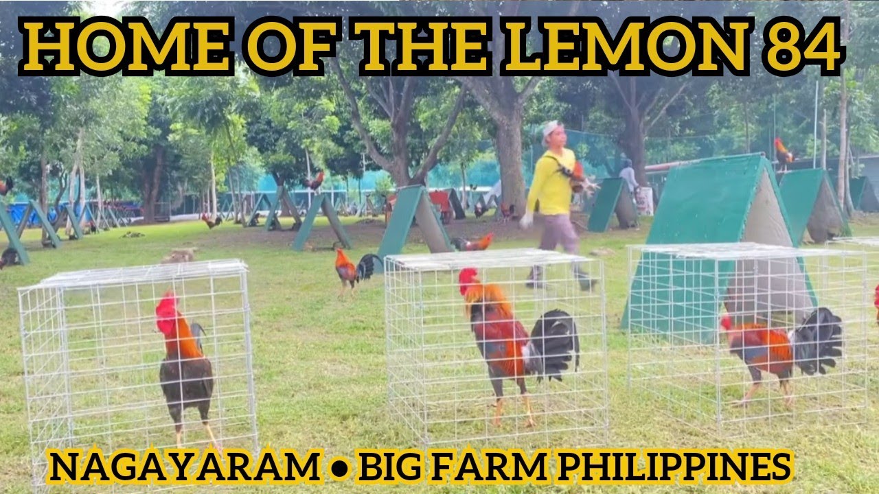 Rayboy Guinit Home of The Lemon 84 - Big Farm Philippines Nagayaram Farm