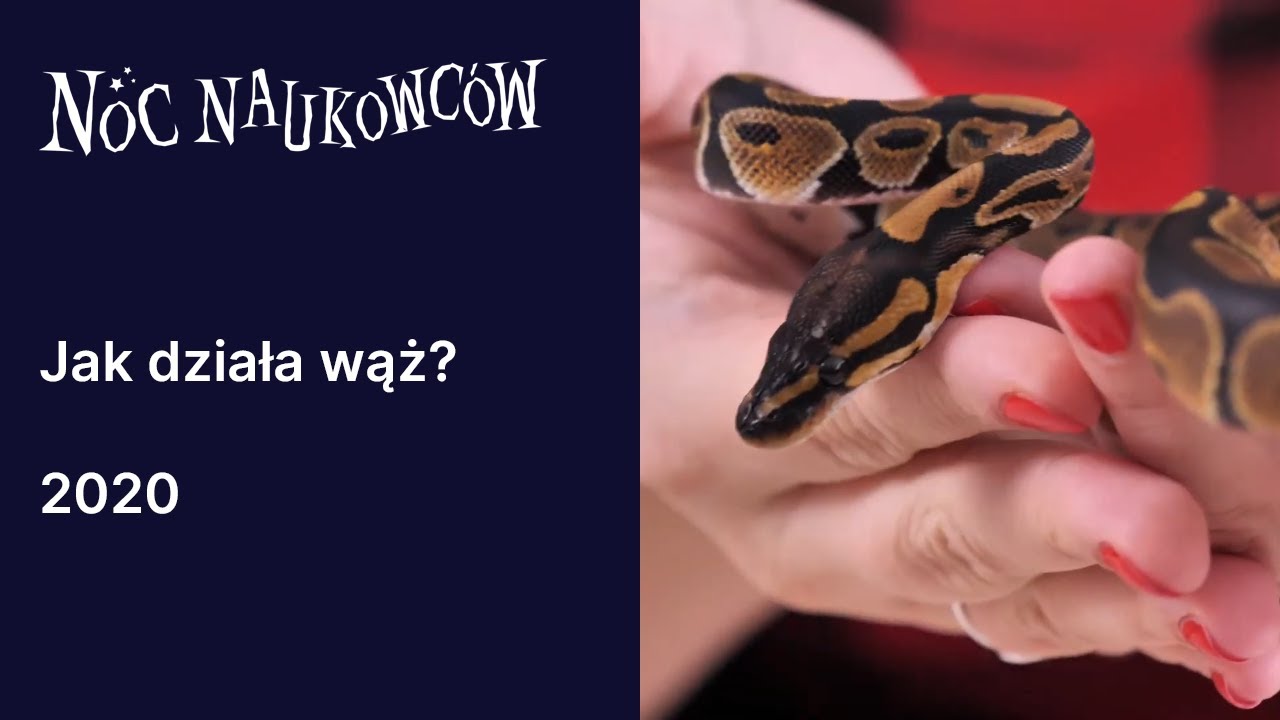 Jak działa wąż? - mgr Agnieszka Graclik