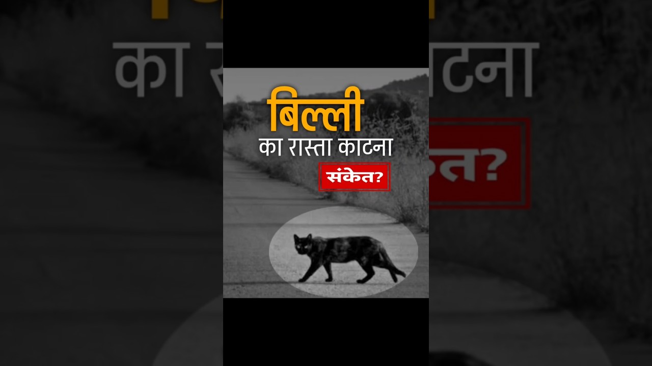 यह गलती मत करना ❌असली सच! 🐈‍⬛ |Science Behind Black Cat Superstition | Vinod Singh Insights