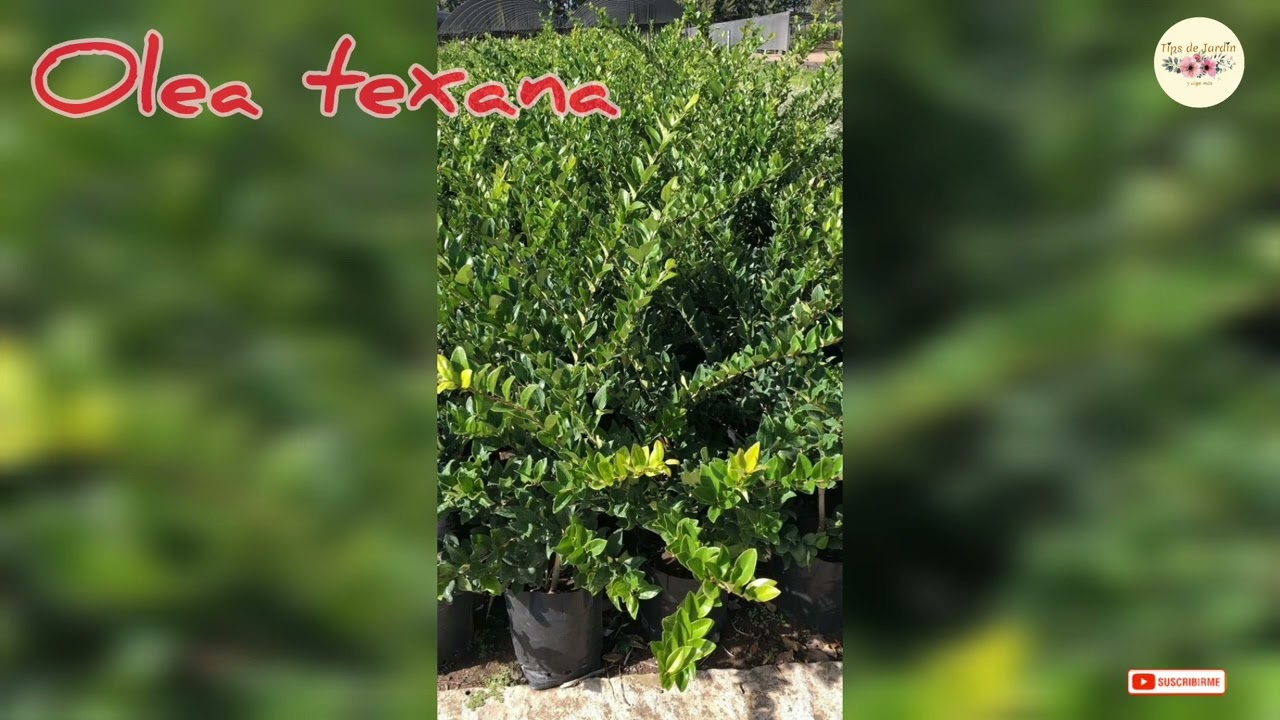 Mejores arbustos para cerco vivo #jardin #plantas