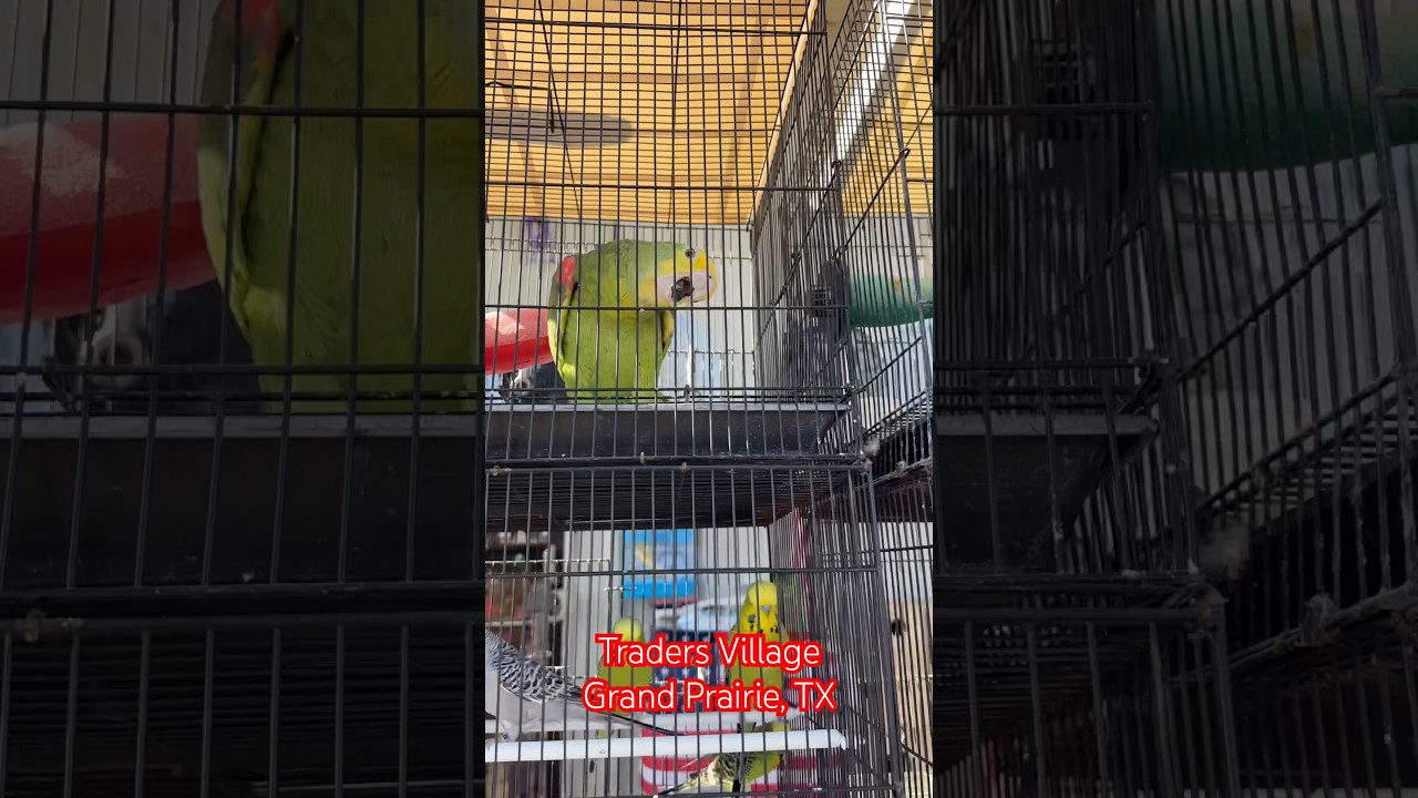 Birds at Traders Village, Grand Prairie Texas