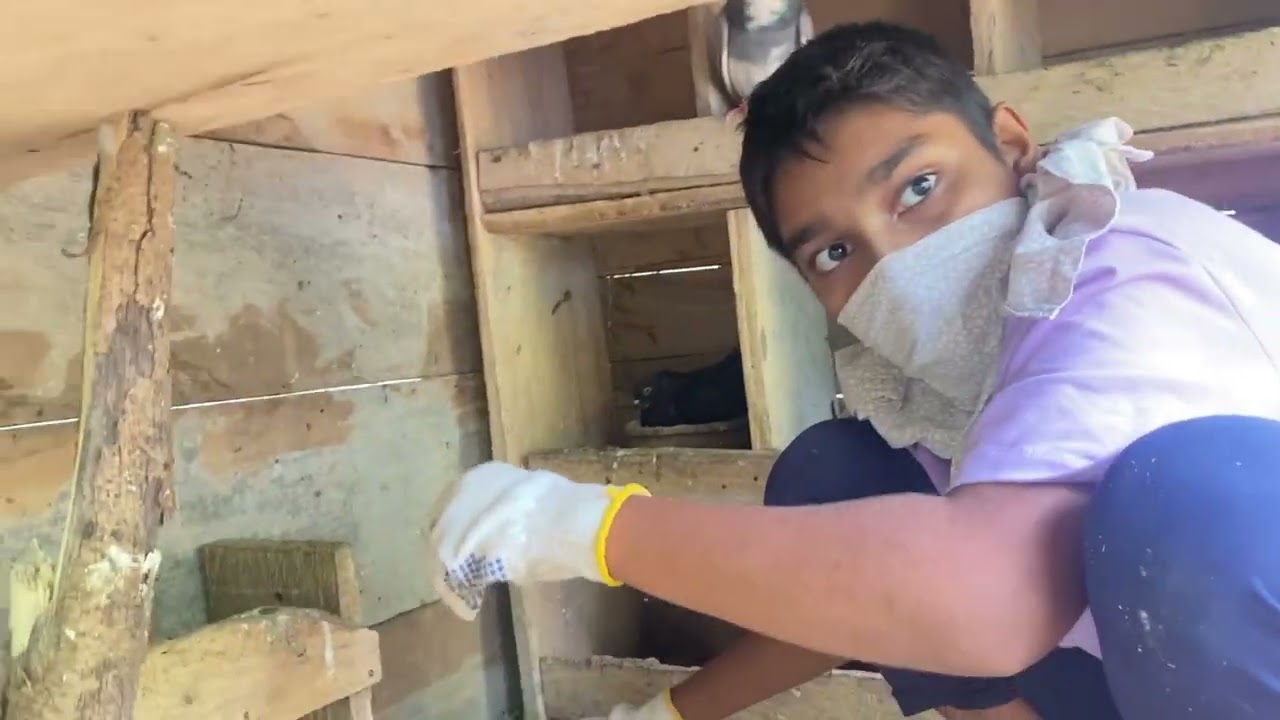 පරවී කුඩුව ඔයාලත් මෙහෙමද් අස් කරන්නේ 🤯 #pigeon #kabutarandekabdetehain #piano #birds #kabootar 