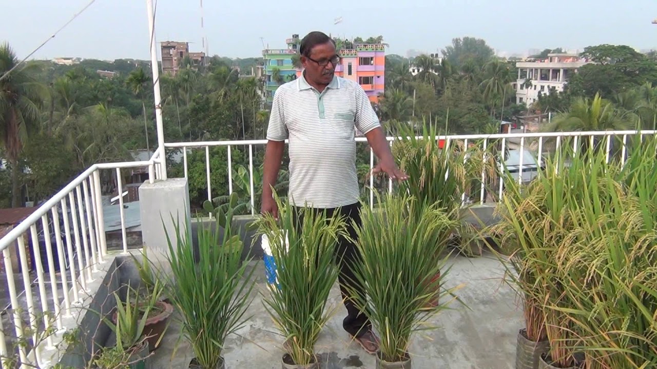 ছাদ বাগানে ধান চাষ