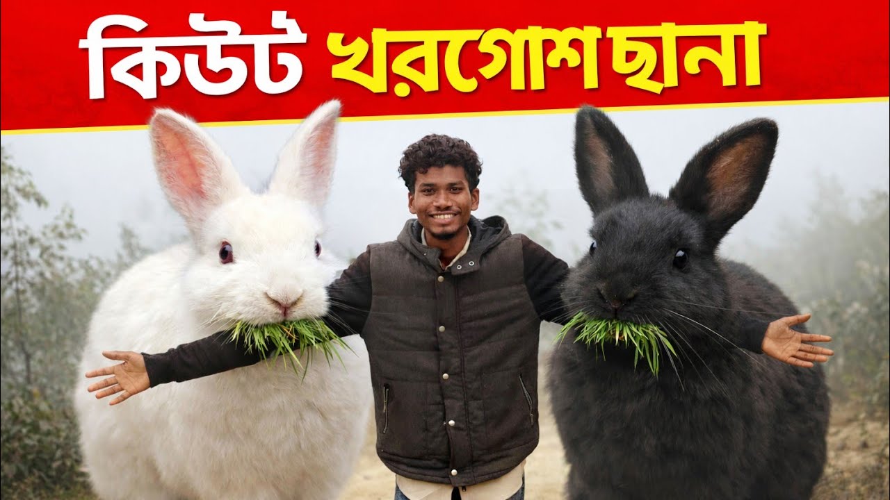 কিউট খরগোশ ছানা॥ লাইভ দেখুন 🛑