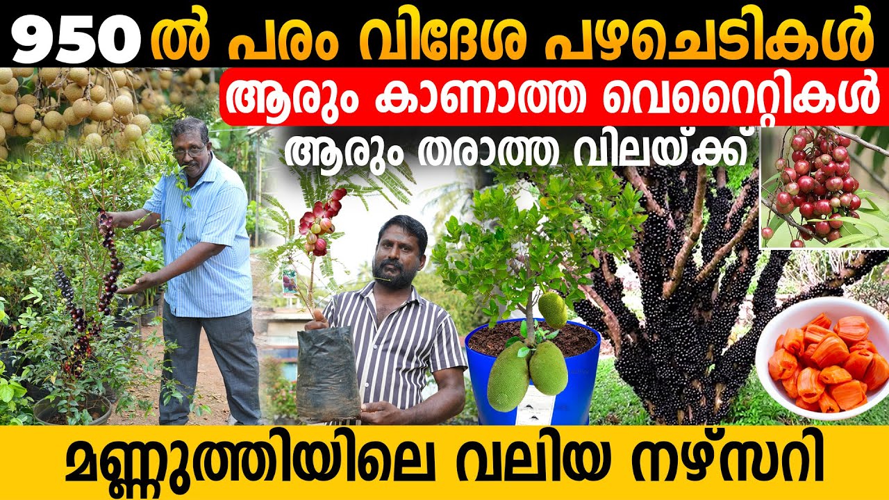 950 ലേറെ വെറൈറ്റി പഴചെടികൾ | മണ്ണുത്തിയിലെ ഏറ്റവും വലിയ നഴ്&zwnj;സറി | EXOTIC FRUIT PLANTS COLLECTIONS