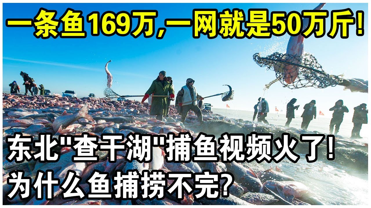 東北&ldquo;查幹湖&rdquo;捕魚視頻突然爆火！一網可捕50萬斤魚，一條魚賣169萬！這些魚從哪來的？為什麼捕不完？