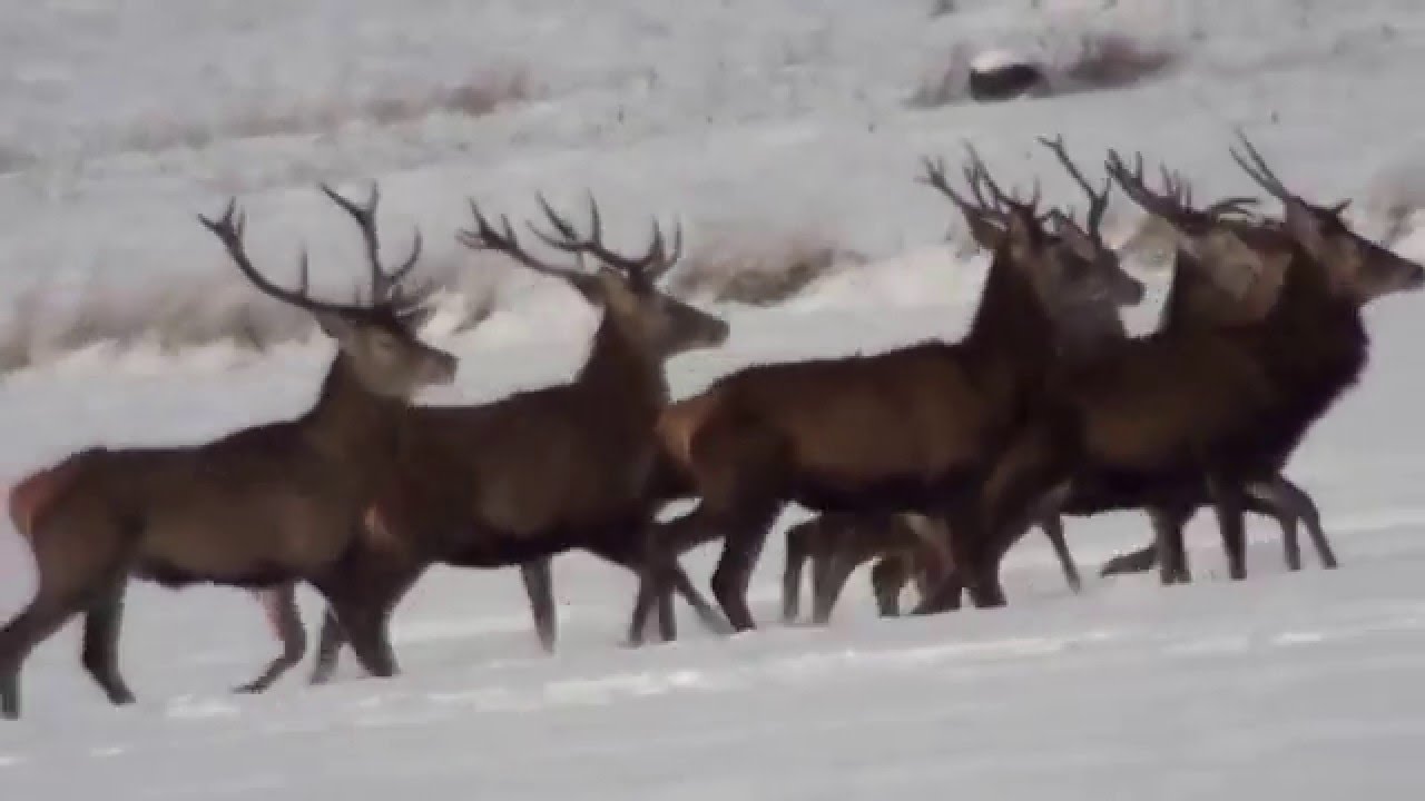 Red Stags, the best hunt in Poland, HUNTINGPOL,  