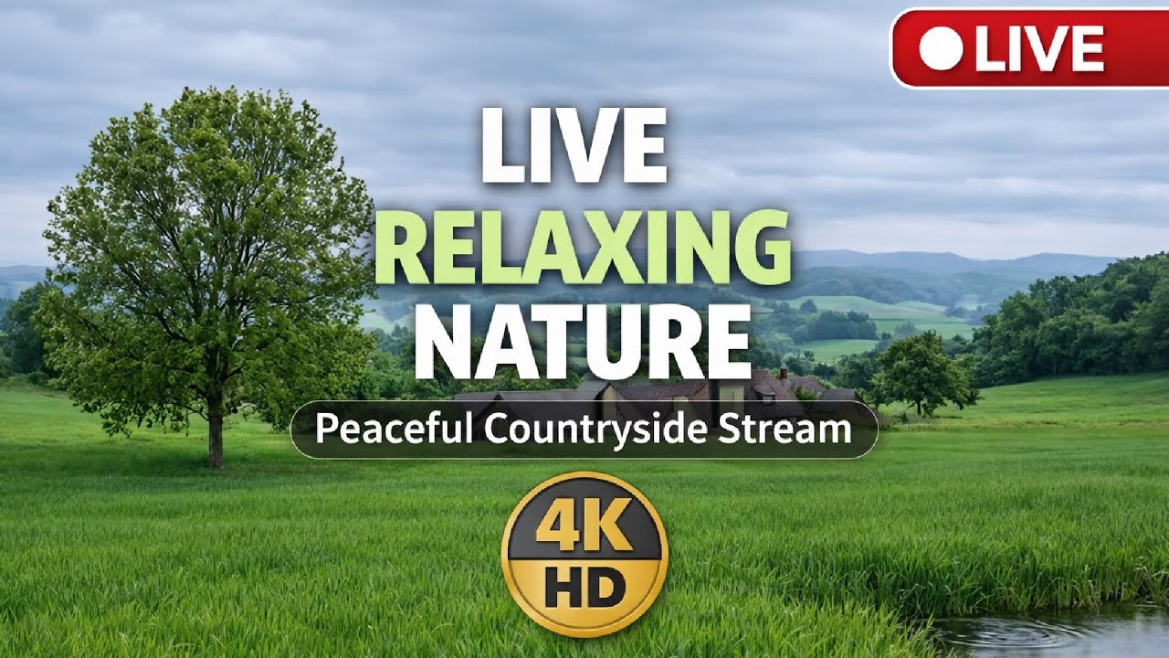 Peaceful Rainy Countryside #Live #RelaxNature #4KHD