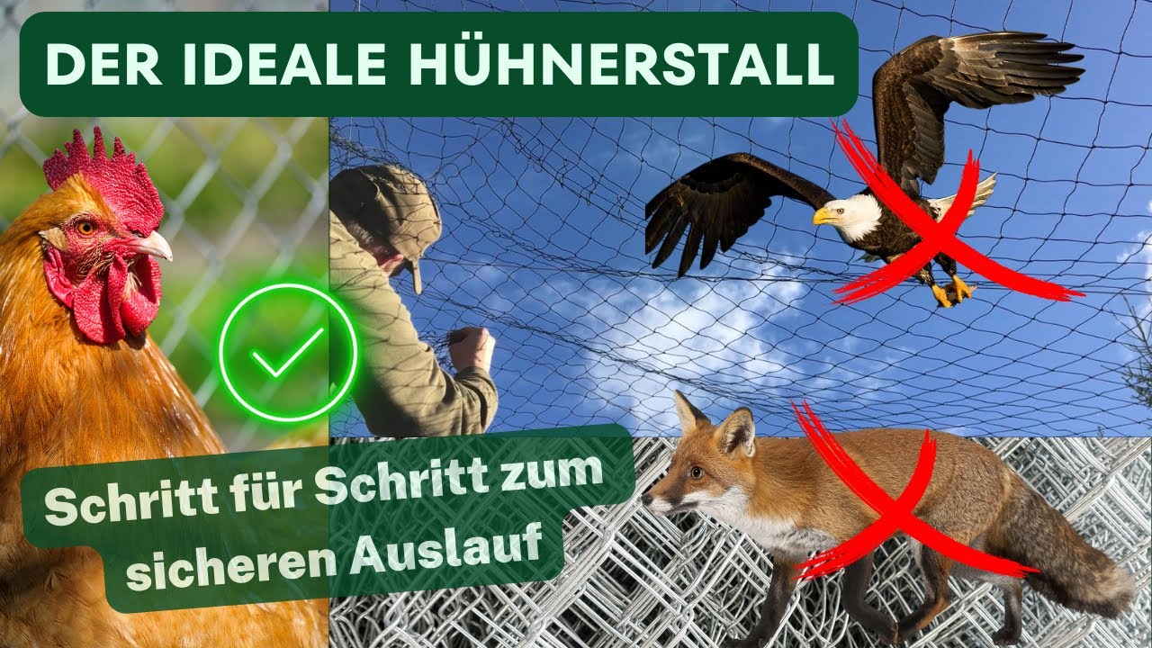 Wir bauen Schritt für Schritt den ultimativen Traum-Hühnerstall /Sicherer Auslauf, glückliche Hühner