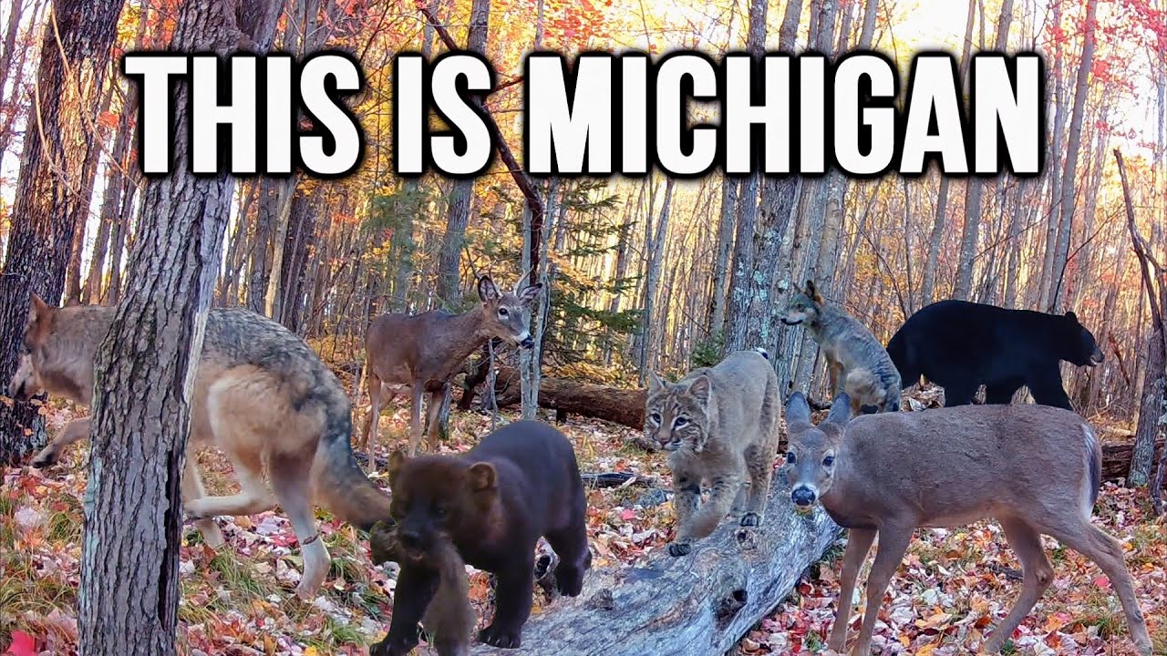 I Hid a Camera in the Michigan Woods | Let's See What I Got! #trailcam #wildlife