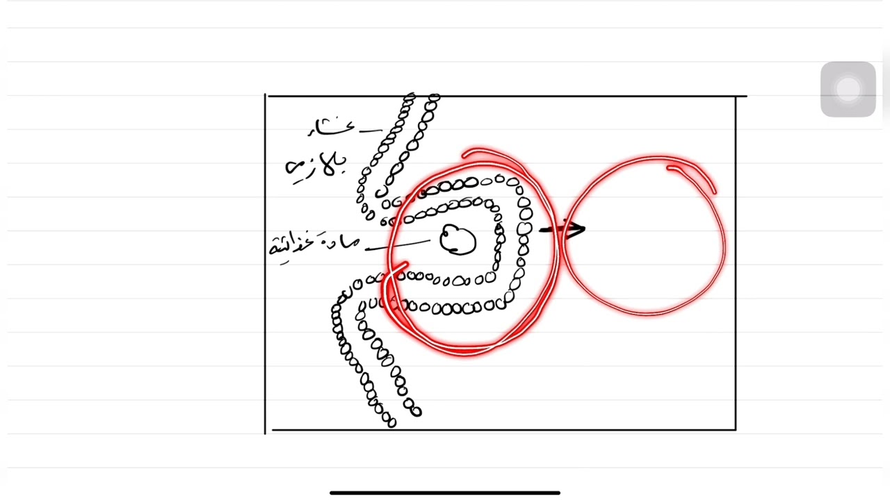 تعليم رسم | خطوات رسم البلعمة والشرب الخلوي.