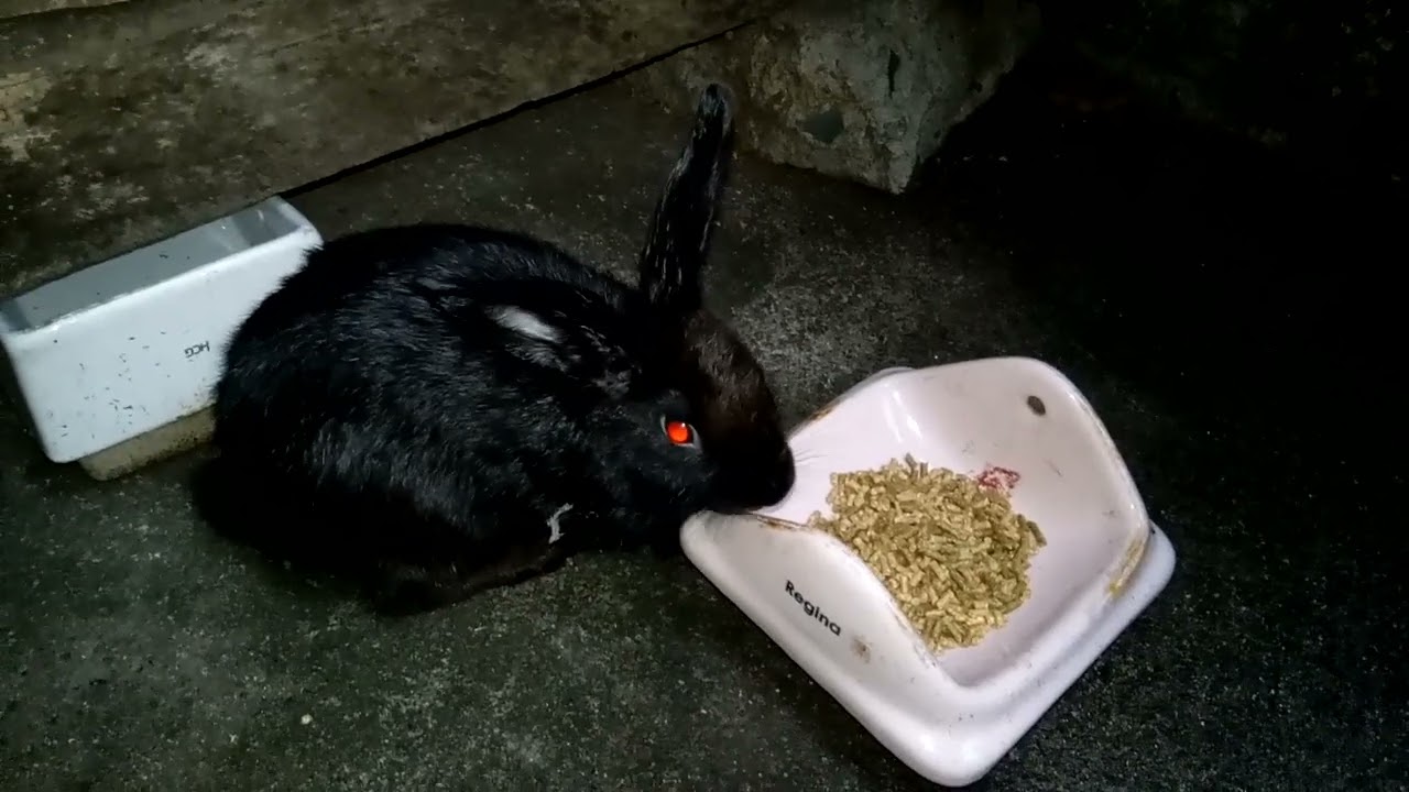 MY RABBIT: KIKI AND HADDI - NEW PET