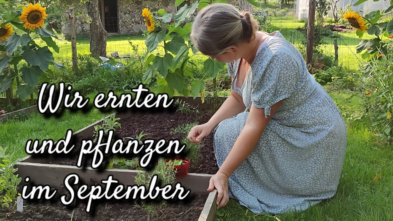 Ernten und pflanzen im September auf unserem Hof in Lettland