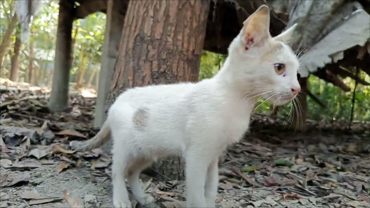 Forest Explorer: The Secret Life of a Mischievous Kitten 🐾🌿 #catlife
