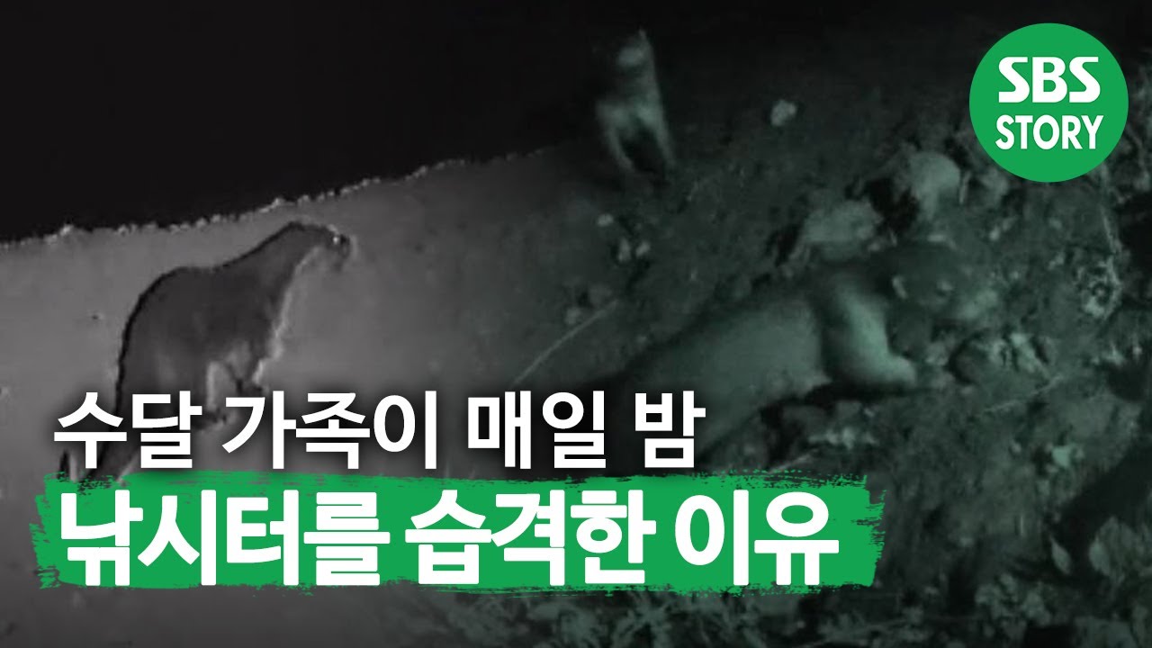 &lsquo;수달 가족&rsquo;이 낚시터를 습격해온 이유 大 공개! I TV동물농장 (Animal Farm) | SBS Story