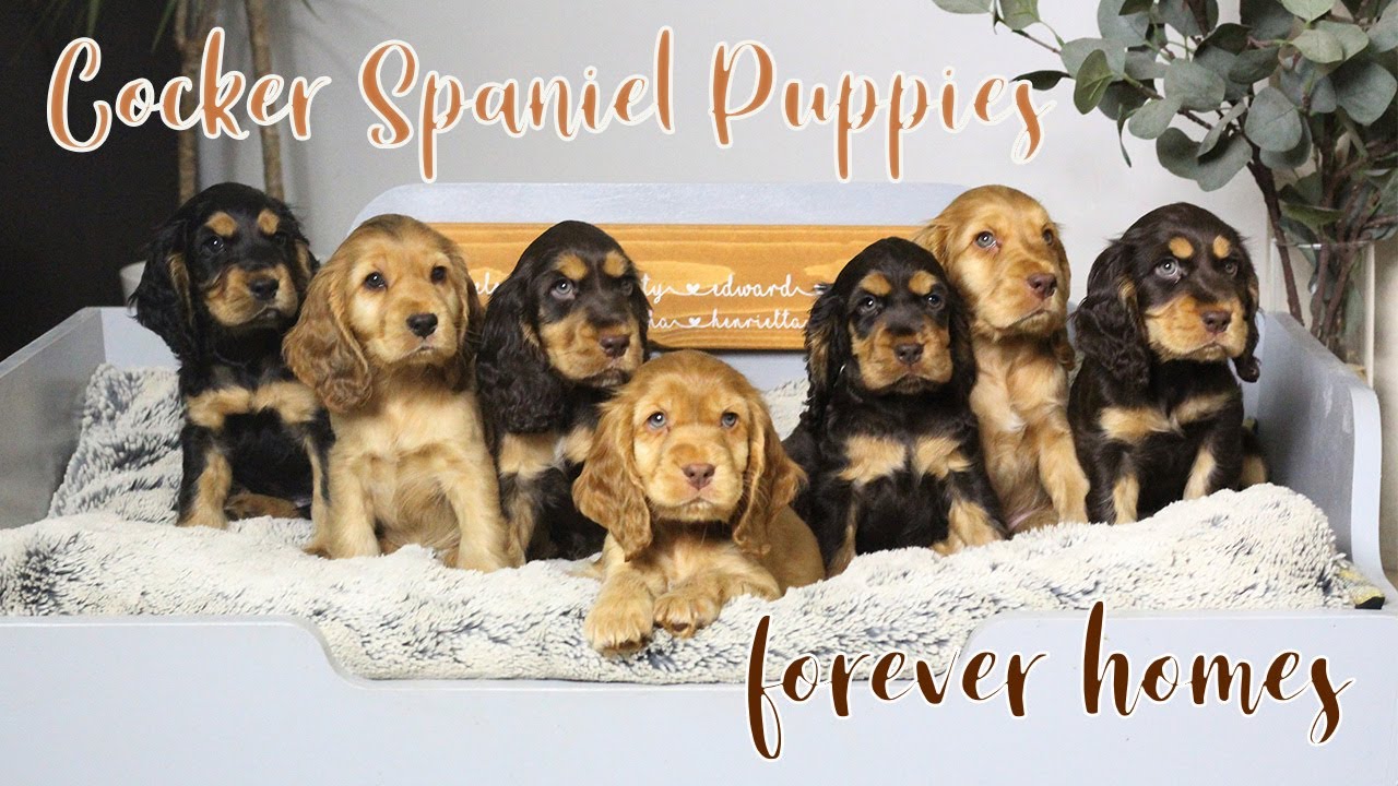 Cocker Spaniel Puppies go to Forever Homes // Lollipop1996